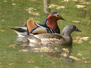 89 01 Canards mandarins