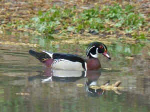 89 06 Canard carolin mâle