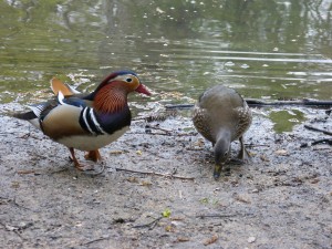 89 26 Canards mandarins