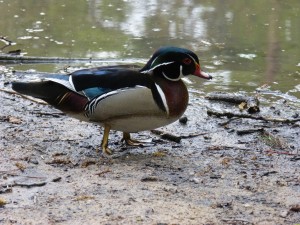 89 30 Canard carolin mâle