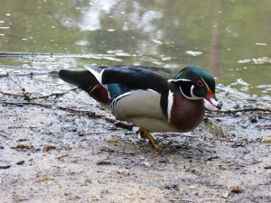 89 31 Canards carolin mâle