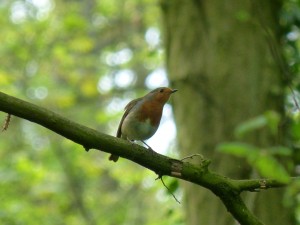 90-02-rougegorge-familier