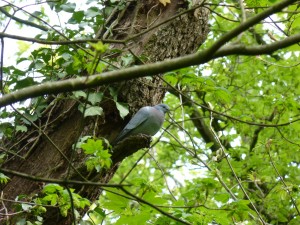 90-06-pigeon-colombin