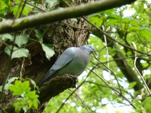 90-07-pigeon-colombin