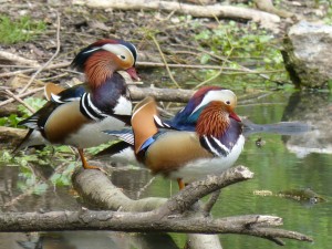 90-22-canards-mandarins-males