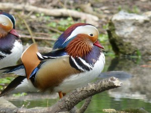 90-23-canard-mandarin-male