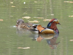 90-24-un-couple-de-mandarins