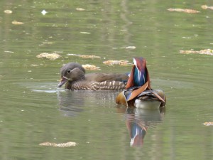 90-25-un-couple-de-mandarins