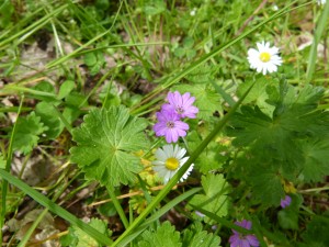 90-39-un-geranium-mou