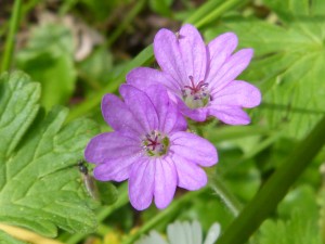 90-40-un-geranium-mou