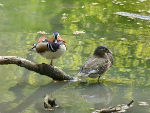 90-47-un-couple-de-mandarins