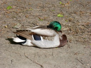 90-50-monsieur-colvert