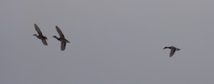 91-03-des-canards-colverts
