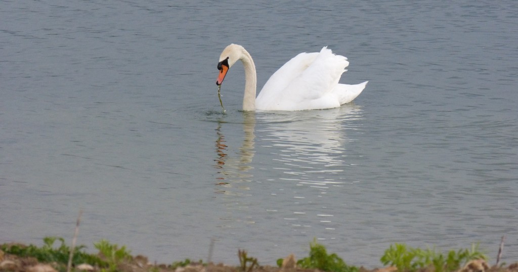 91-04-cygne-tubercule