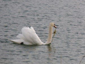 91-20-cygne-tubercule