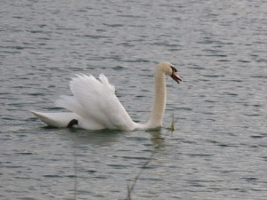 91-21-cygne-tubercule