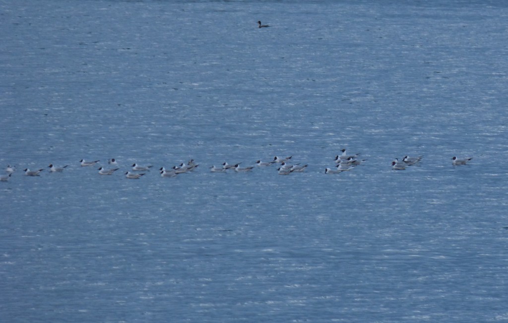 91-30-mouettes-qui-rigolent