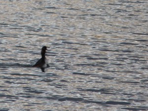 92-101-grebe-a-cou-noir