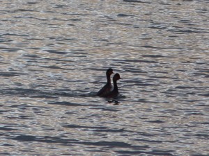 92-102-grebe-a-cou-noir