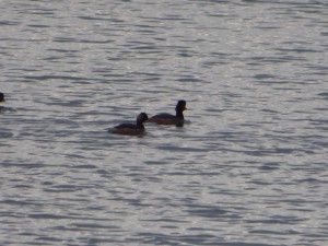 92-103-grebe-a-cou-noir