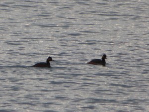 92-104-grebe-a-cou-noir