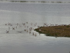 92-105-mouettes-qui-rigolent