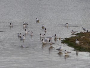 92-106-mouettes-qui-rigolent