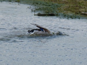 92-33-monsieur-colvert