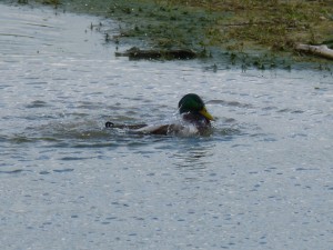 92-34-monsieur-colvert