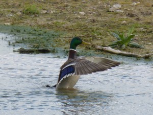 92-35-monsieur-colvert