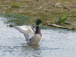 92-36-monsieur-colvert