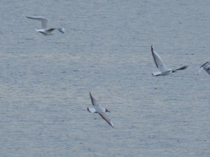 92-36-mouettes-qui-rigolent