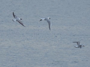 92-37-mouettes-qui-rigolent