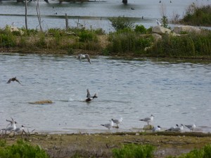 92-44-canard-chipeau