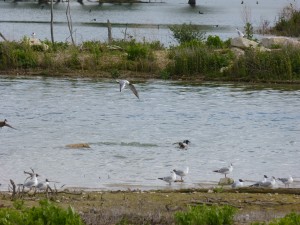 92-46-canard-chipeau