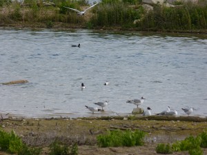 92-47-canard-chipeau