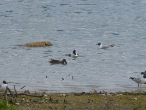 92-48-canard-chipeau