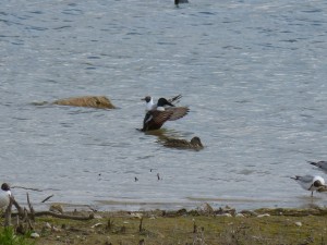 92-49-canard-chipeau