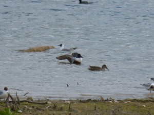 92-51-canard-chipeau