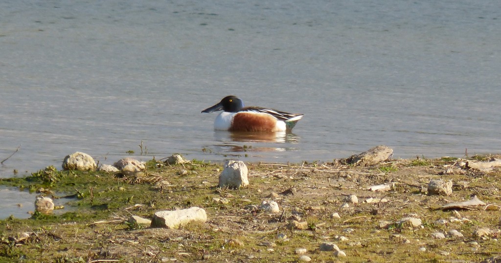 92-55-canard-chipeau-male