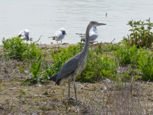 93-22-heron-cendre