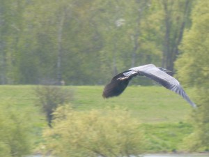 93-23-heron-cendre