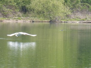 93-38-cygne-tubercule