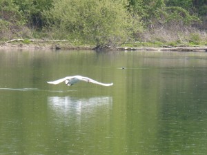 93-39-cygne-tubercule