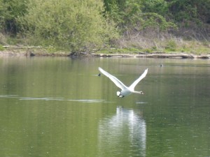 93-41-cygne-tubercule