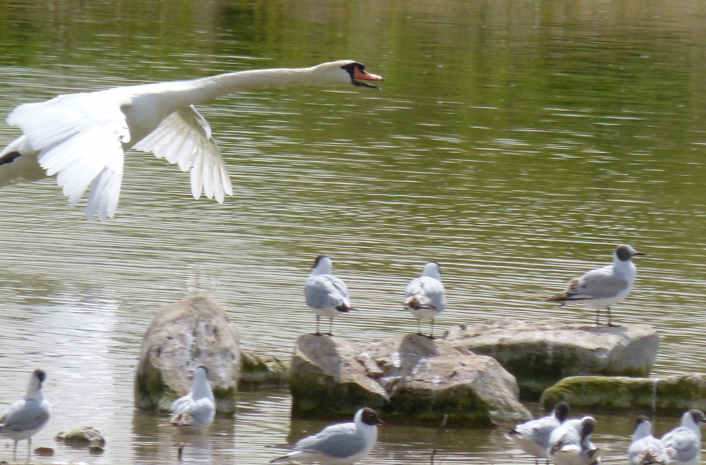 93-42-cygne-tubercule