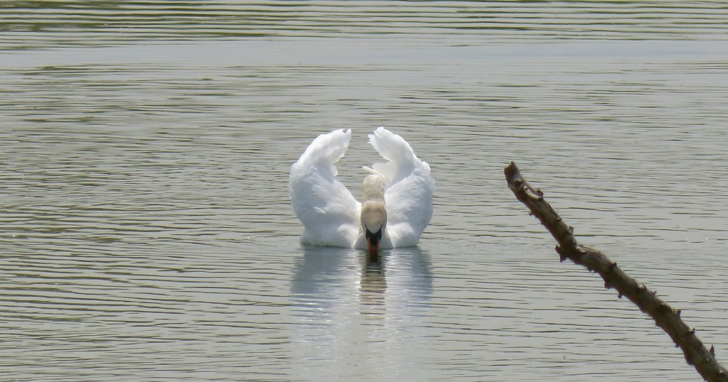 93-43-cygne-tubercule