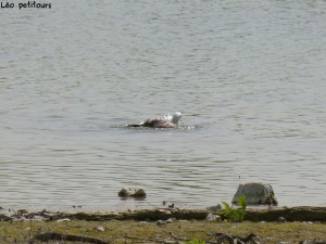 93-66-jeune-goeland