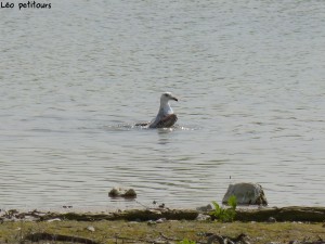 93-67-jeune-goeland