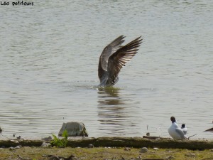 93-73-jeune-goeland